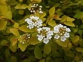 Spiraea vanhouttei Gold Fountain IMG_9367 Tawuła Van Houtte'a